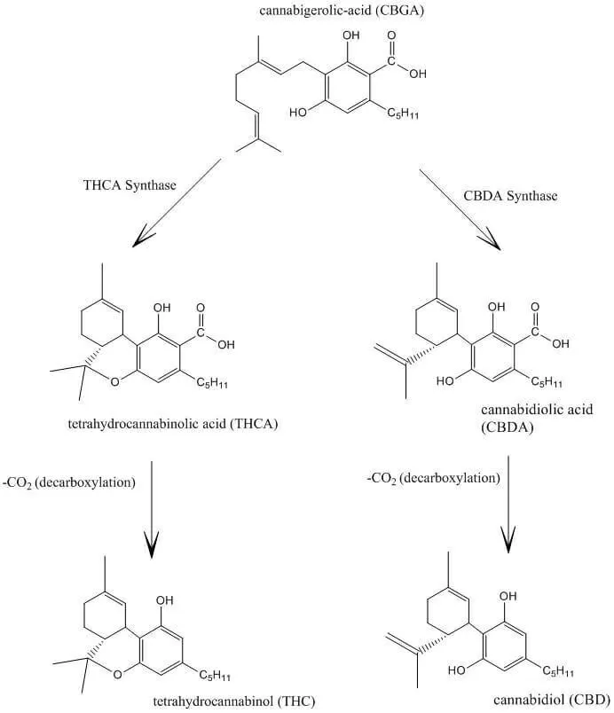 Cannabidiol and THC Biosynthesis