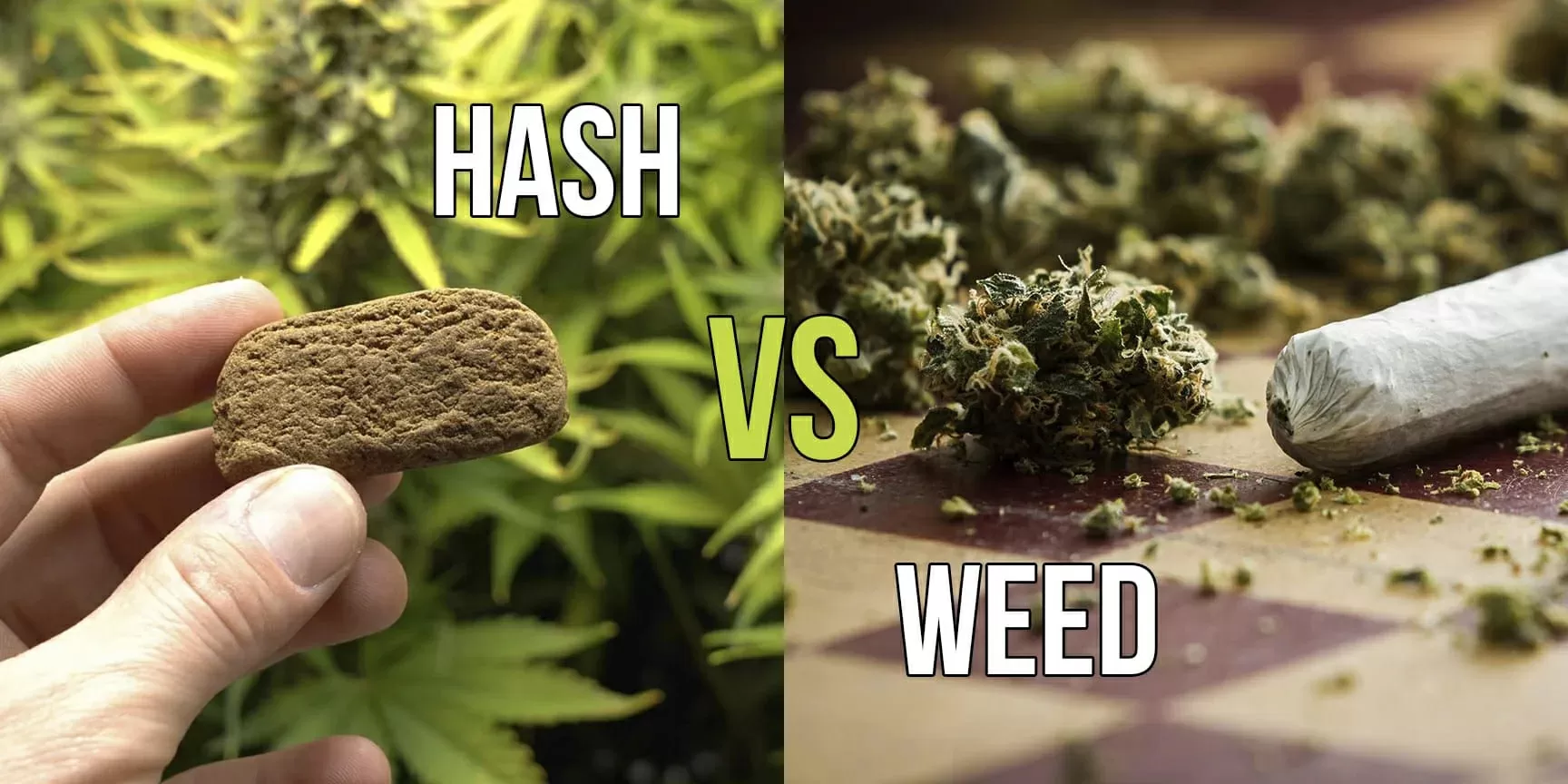 Hash vs weed jpg