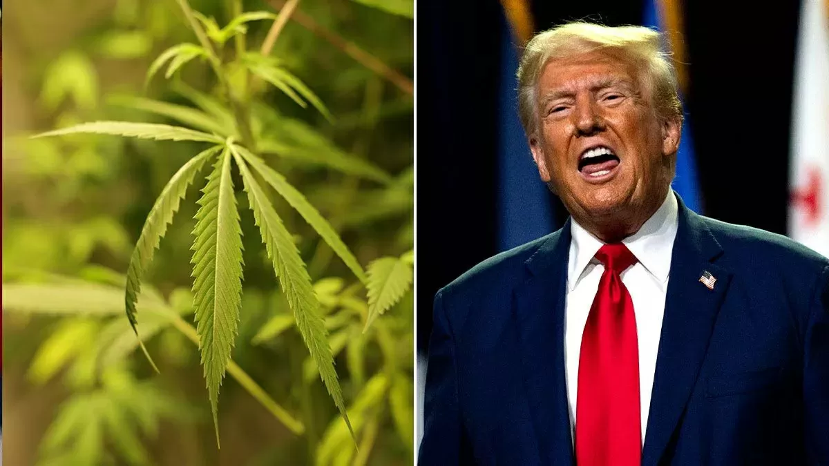 Cannabis trump