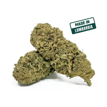 Bubble gum cbd 08 2024