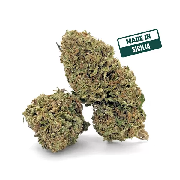 Big bud 10 2024