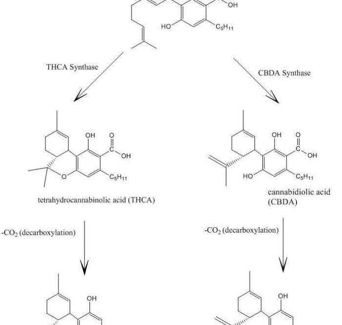 Cannabidiol and THC Biosynthesis