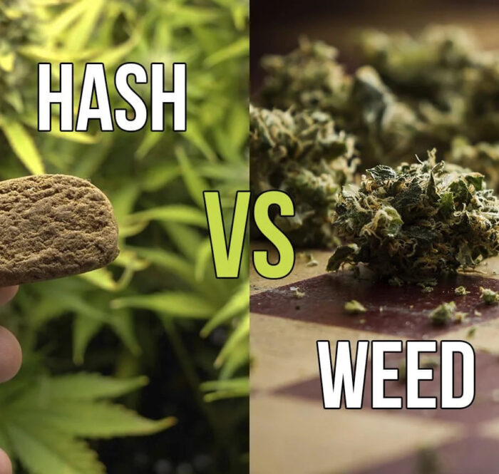 Hash vs weed jpg