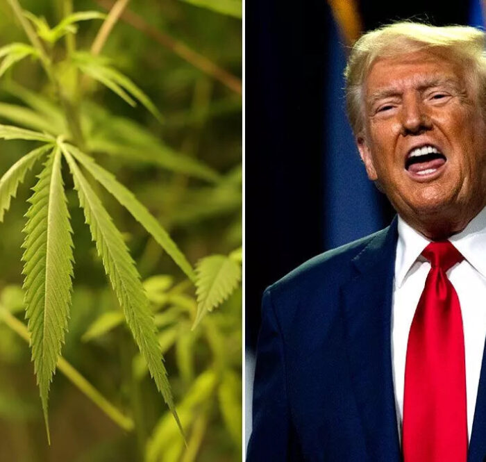 Cannabis trump