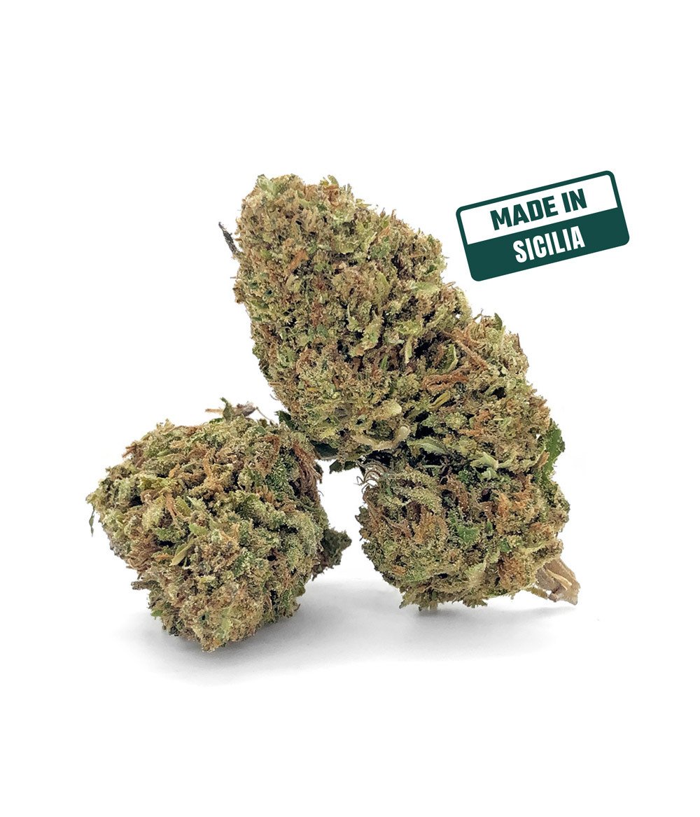 Big bud 10 2024