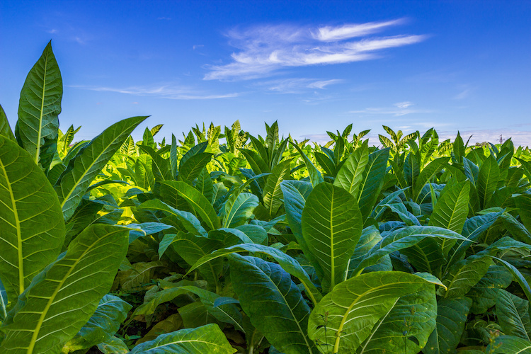 pianta di tabacco in vaso